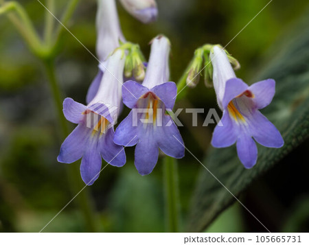 藍紫色報春花 藍紫色報春花 105665731