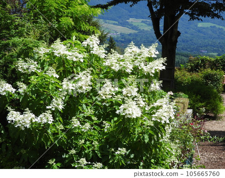 Refreshing white flower "Noriutsugi" of the hydrangea family Refreshing white flower "Noriutsugi" of the hydrangea family 105665760