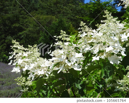 Refreshing white flower "Noriutsugi" of the hydrangea family 105665764