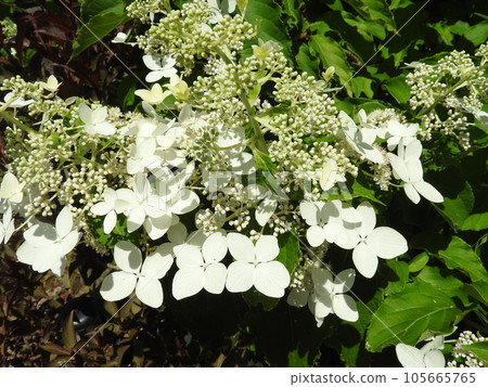 Refreshing white flower "Noriutsugi" of the hydrangea family Refreshing white flower "Noriutsugi" of the hydrangea family 105665765