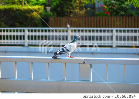 Scenery of pigeons perched on the railing of the bridge 1 105665854