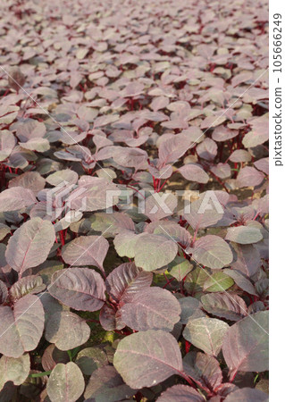 red colored fresh tasty and healthy spinach farm red colored fresh tasty and healthy spinach farm 105666249