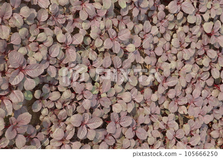 red colored fresh tasty and healthy spinach farm 105666250