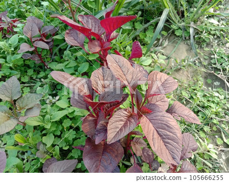 red colored fresh tasty and healthy spinach farm 105666255