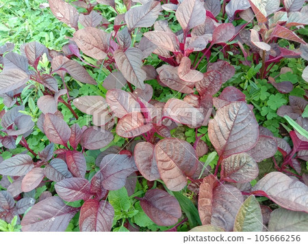 red colored fresh tasty and healthy spinach farm 105666256