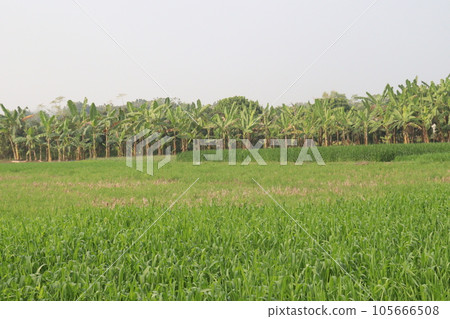 raw wheat farm for harvest are cash crops 105666508