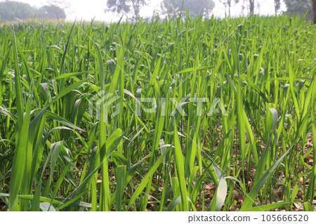 raw wheat farm for harvest are cash crops 105666520