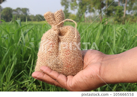 wheat farm with money bag on hand 105666558