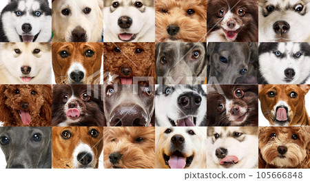 Set of cropped shoots different dogs faces. Close up. 105666848