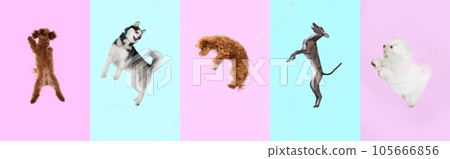Creative art collage made of delighted jumping dogs over pastel rose and blue background. 105666856