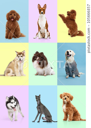 Creative art collage made of portraits dogs looks happy over pastel color background. Pink, yellow, green and blue. Creative art collage made of portraits dogs looks happy over pastel color background. Pink, yellow, green and blue. 105666857