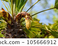 palm tree flower (palm tree flower) 105666912