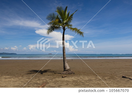 A lone palm tree on the beach in Marino Ballena National Park,Costa Rica 105667070
