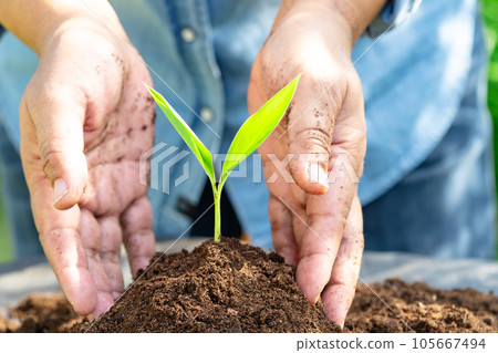 Gardener woman plant a tree with peat moss organic matter improve soil for agriculture organic plant growing, ecology concept. 105667494