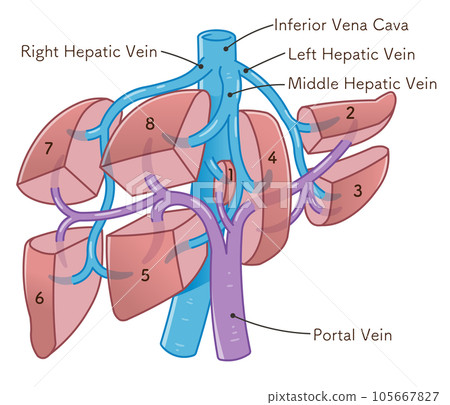 五臟六腑 結構 矢量 105667827