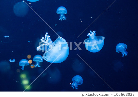 A group of jellyfish swimming in the aquarium are illuminated blue in the dark A group of jellyfish swimming in the aquarium are illuminated blue in the dark 105668022