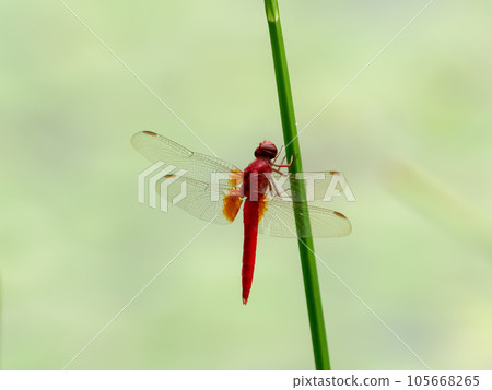 Shoujo dragonfly Shoujo dragonfly 105668265