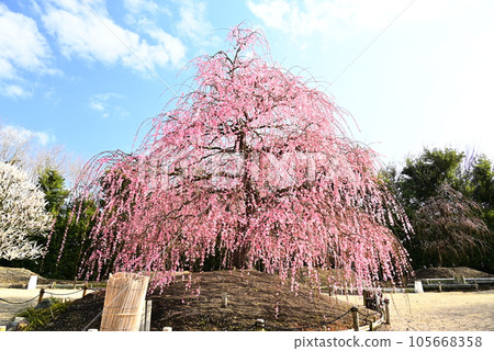 Pink weeping plums shining in the blue sky Pink weeping plums shining in the blue sky 105668358