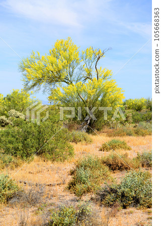 Palo Verde Tree, Sonora Desert, Spring and in bloom Palo Verde Tree, Sonora Desert, Spring and in bloom 105668363