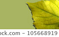 Autumn abstract background leaf on green background template banner 105668919