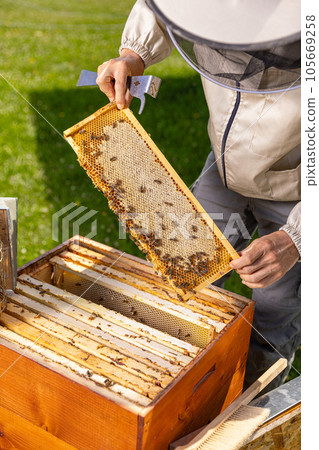 Honeycomb frame with bees Honeycomb frame with bees 105669258
