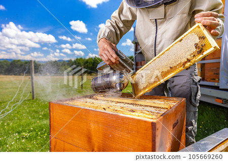 Beekeeper inspecting a beehive 105669260