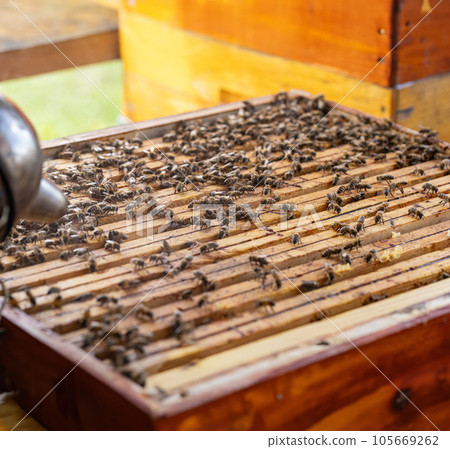 Cropped photo of bee smoker 105669262