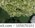 白色繡球花 105670101