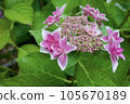 粉紅繡球花與雙繡球花 105670189