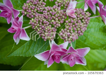 粉紅繡球花與雙繡球花 105670363