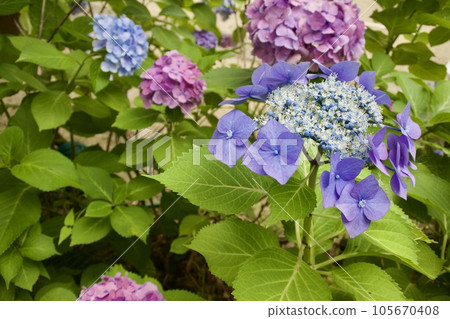 風景與紫色繡球花 風景與紫色繡球花 105670408
