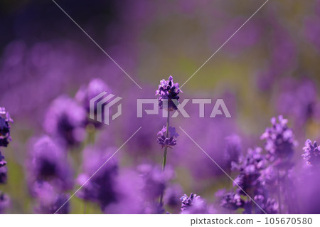 觀賞薰衣草和深紫色早花的最佳時間 105670580