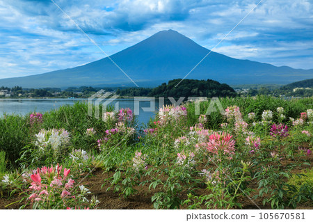 從山梨縣河口湖町盛開 Cleome 的河口湖大石公園看到的夏季富士山 從山梨縣河口湖町盛開 Cleome 的河口湖大石公園看到的夏季富士山 105670581