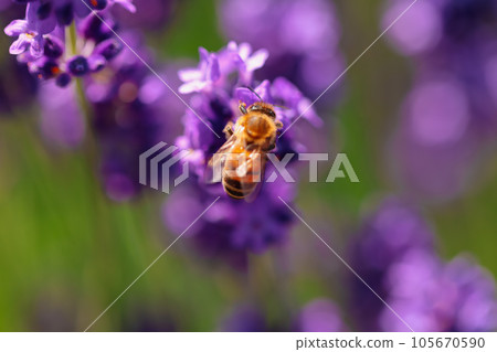 Lavender and dark purple early bloom are at their best and bees 105670590