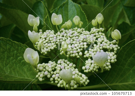 白繡球花 繡球花開始綻放 105670713