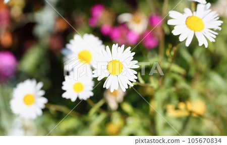 Camomile on the meadow grows on a green summer background Camomile on the meadow grows on a green summer background 105670834