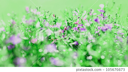 Meadow background of grass summer spring 105670873