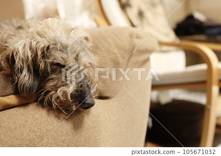 A 16-year-old dog, wire-haired dachshund, resting on the sofa Photographed with owner's permission 105671032