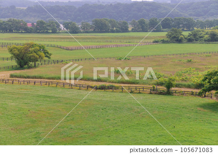 Thoroughbred Ginza farm landscape Thoroughbred Ginza farm landscape 105671083