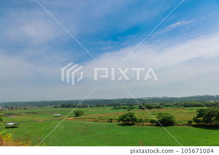 Thoroughbred Ginza farm landscape 105671084