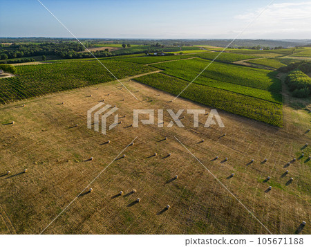 Aerial view Bordeaux Vineyard and forage fields with bales of hay in summer at sunrise Aerial view Bordeaux Vineyard and forage fields with bales of hay in summer at sunrise 105671188
