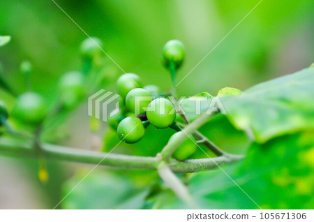 devils fig, Medthai or  SOLANACEAE or Pea aubergine or pea eggplant or Shoo shoo bush or Solanum ficifolium Ortega or  Solanum mayanum Lundell or Solanum torvum Sw or turkey berry or Wild eggplant 105671306