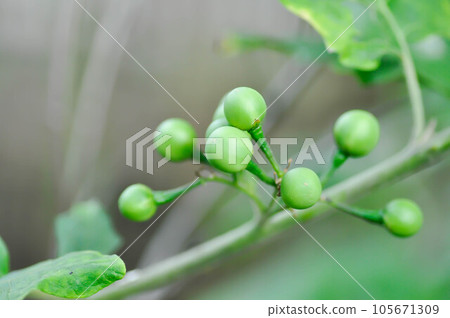 devils fig, Medthai or  SOLANACEAE or Pea aubergine or pea eggplant or Shoo shoo bush or Solanum ficifolium Ortega or  Solanum mayanum Lundell or Solanum torvum Sw or turkey berry or Wild eggplant 105671309