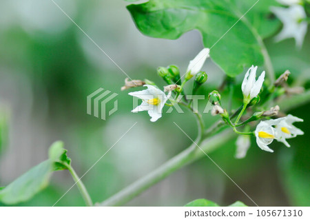 devils fig, Medthai or  SOLANACEAE or Pea aubergine or pea eggplant or Shoo shoo bush or Solanum ficifolium Ortega or  Solanum mayanum Lundell or Solanum torvum Sw or turkey berry or Wild eggplant 105671310