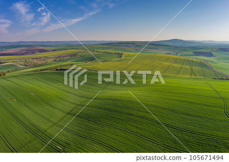 Green wavy hills with agricultural fields 105671494