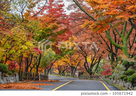 Seoul South Korea, city skyline at street to Namsan Mountain in autumn Seoul South Korea, city skyline at street to Namsan Mountain in autumn 105671942