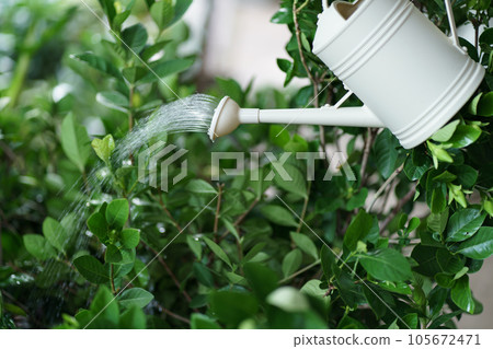 Man watering plants in his garden. Urban gardening watering fresh vegetables nature and plants care concept Man watering plants in his garden. Urban gardening watering fresh vegetables nature and plants care concept 105672471