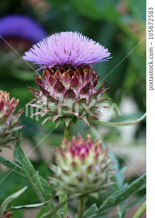 Purple cardoon flower in close up Purple cardoon flower in close up 105672583