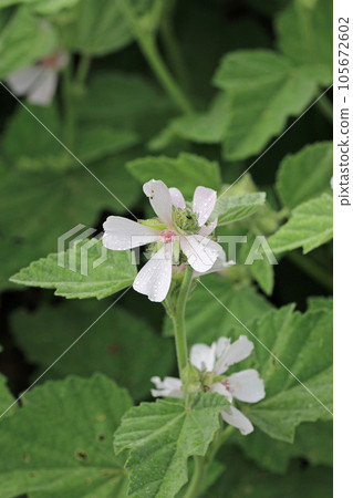Pink marsh mallow flowers in close up with rain drops Pink marsh mallow flowers in close up with rain drops 105672602