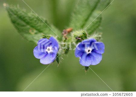 Green alkanet blue flowers in close up Green alkanet blue flowers in close up 105672603